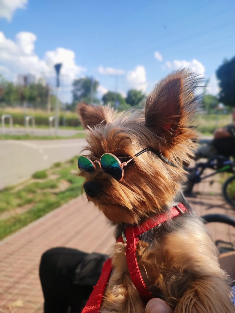 Coś dla Psa i Kota szefowa shine