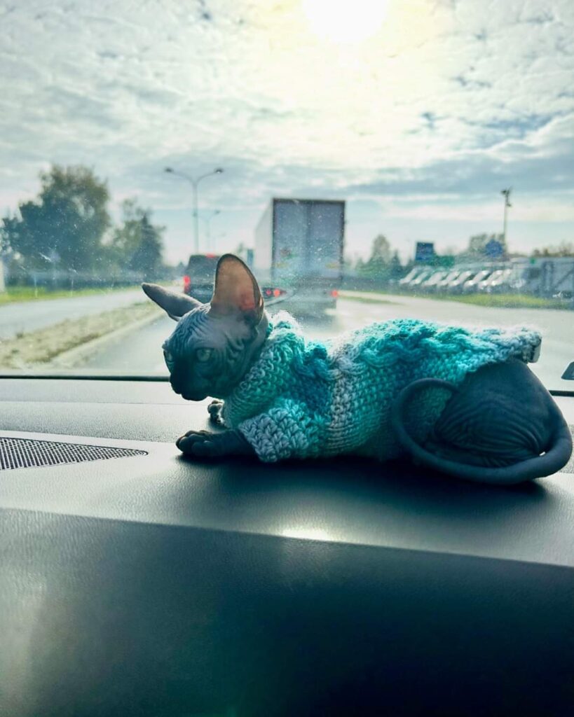 handmade dla psa sweterek dla kota