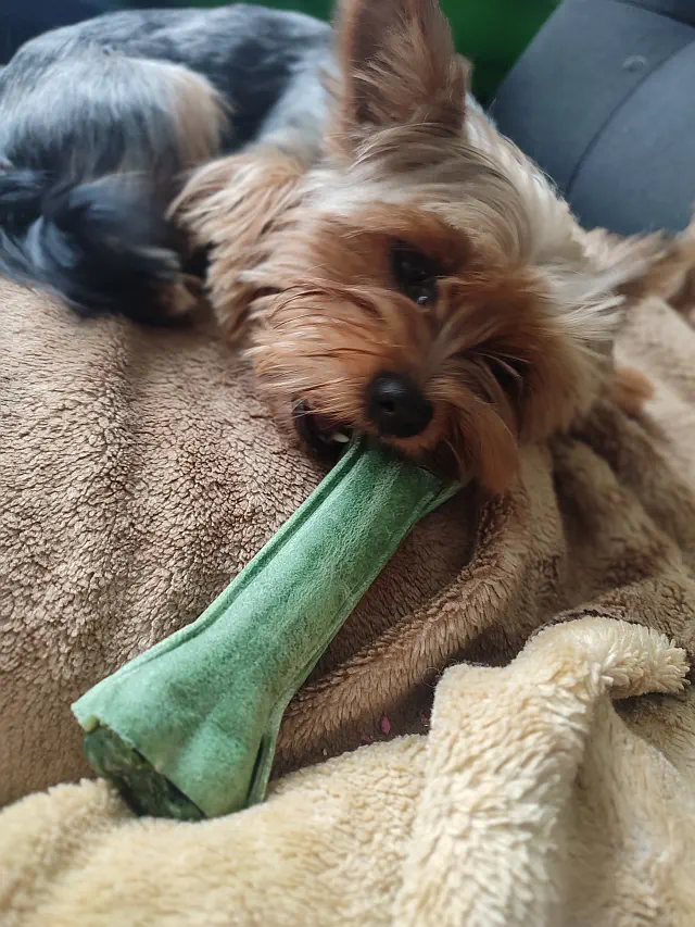 🐾 Jak wybrać bezpieczny gryzak dla psa? Poradnik świadomego opiekuna