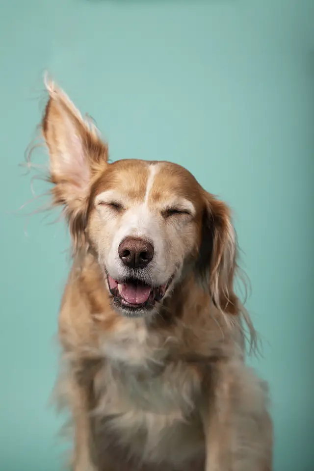 Zdrowa i lekkostrawna karma dla psa VetCare