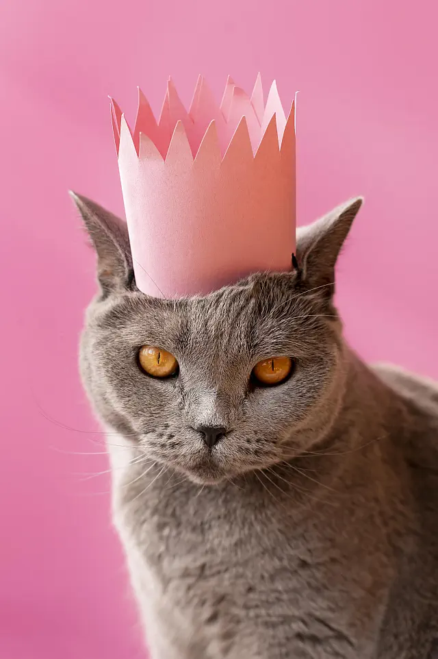Specjalistyczna karma dla kota VetCare